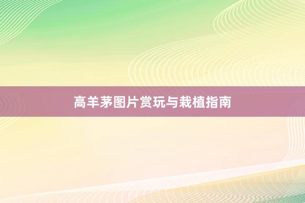高羊茅图片赏玩与栽植指南